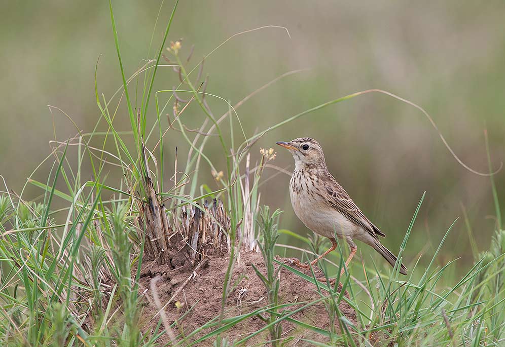 African Pipit